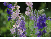 ���������� "�������" ���������� ������� ������� ��������� ���� 50� 5 ����