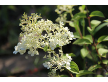 ��������� ����������� (�ϣ ����)