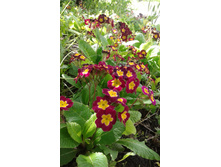 ������� �����-��������