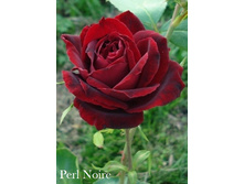 Perl Noire, 205���. �-� (�������� 1��).jpg