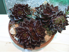 ������� ���� ����� (Echeveria black prince - ������ �������� ��������...