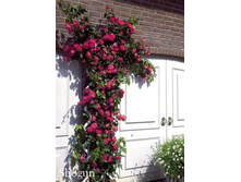 Shogun, 205���. ��������� (�������� 2��).jpg