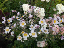 ������� �������� (�������)