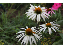 �������� ����� ������ (�ϣ ����)