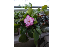 ������ ��-������