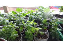 ����������� ����������� �������