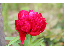 ���� ��������� ������ (�ϣ ����)