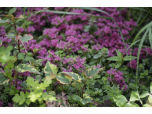 2016 ��� (7).JPG