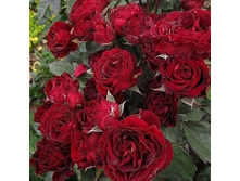 ���� ���� 7�� 110�.jpg