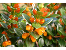 ���������� (Nematanthus) ��� ���������-