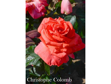 Christophe Colomb, 205���. �-� (�������� 1��).jpg