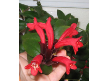 ���������� ���� ����