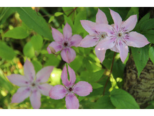 �������� ������� (�ϣ ����)