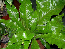 ���������  �������� Microsorum  Crocodile- 350 ���.