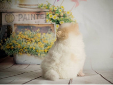 �� 28535205 1702305946557059 1878240812 n.jpg