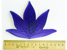 ���� ����� L.jpg