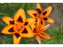 ����� ��������� � �������� (�ϣ ����)