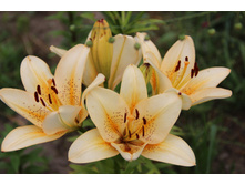 ����� ������-��������� (�ϣ ����)