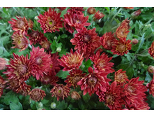 Even Dark Bronze ������ 6 �� ������ 35-40 �� �������� ��������