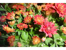 Even Dark Bronze ������ 6 �� ������ 35-40 �� �������� ��������