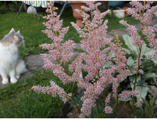 �������� ���-��� (������)