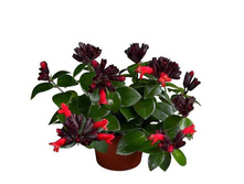 ���������� ���� ����-  400 ���.