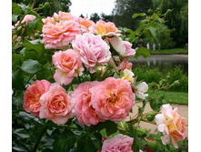 ��������, ����������, ��������, 150���. (�������� 1��).jpg