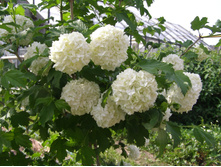 ������ ���������