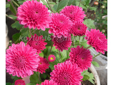 ������� ������� ������ 3-4 �� ������ 40 �� �������� ��������