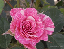 ���� ����, ����� (��������), 150���. (�������� 1��).jpg