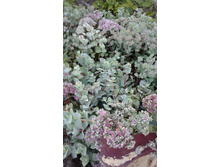 2017 ��� (99).jpg