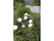 2016 ��� (75).JPG