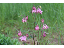 ��������� ������� (�ϣ ����)