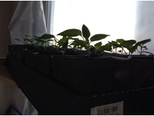 ������� ������