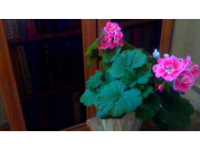 ���������� PAC Spanish Wine Rose