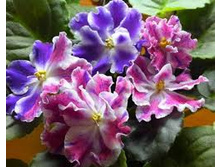 �� - ��������� ���������