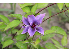 �������� ��������� (�ϣ ����)