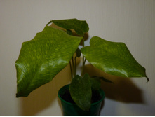 ������� �������