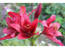 ����� �����-������� (�ϣ ����)