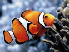 Org �����-����� 27�19 Ag 174.jpg