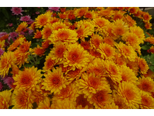 ����� ����� ������� ������ 3-4 �� ������ 35-4�� �������� ������-��������