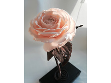 IMG 20180225 155140.jpg