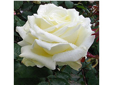 ����� �������, 150���. �-� (��������) �������� 1��.jpg