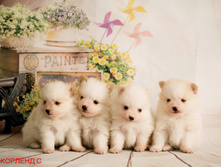 ������ �����