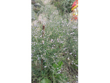 2017 ��� (87).jpg