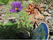 �������� ��������  ������� �� ������ -80 ��� ( 3�)