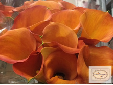 ����� ����������� ������� ��������- 450- 500 ���.