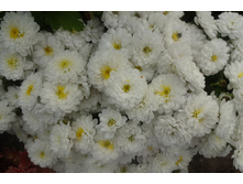 ���� ����� ������3-4 �� .������ 35-40 �������� ������ ��������