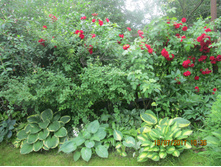 ������ ����� ����.