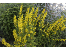 2016 ��� (4).JPG